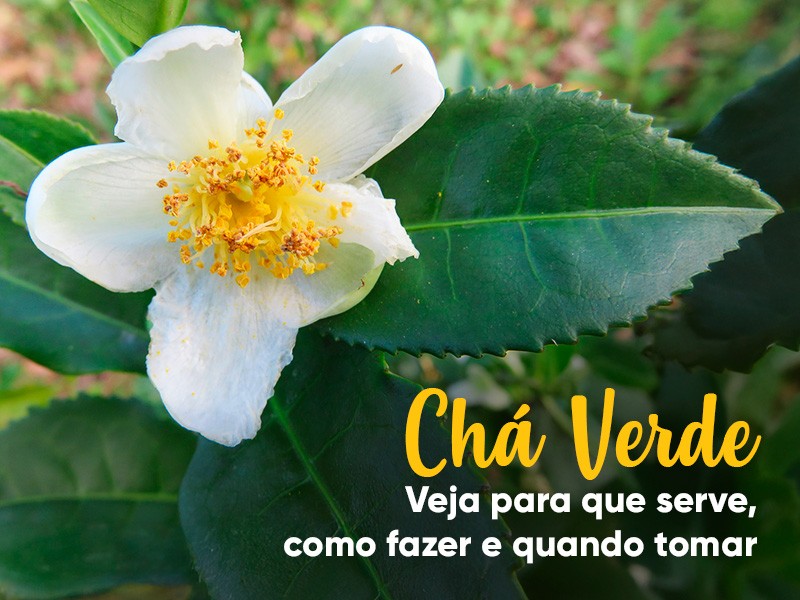 Ch verde emagrece? Entenda para que serve, como fazer e quando tomar